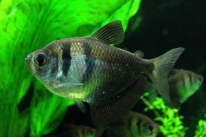 Wspólna tenchia - pokojowe akwarium